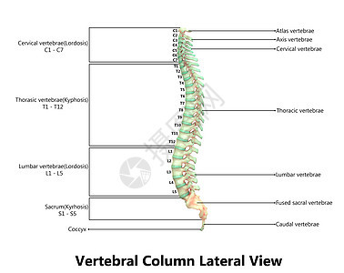 以实验室解剖横向视图描述的人类骨骼系统的Vertebral列肱骨胸椎图表痛苦疗法骨科生物学男人股骨解剖学图片