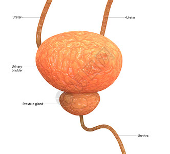 用标签解剖描述的人类泌尿系统膀胱输尿管身体生物学图表插图骨骼疼痛信息男性尿道图片