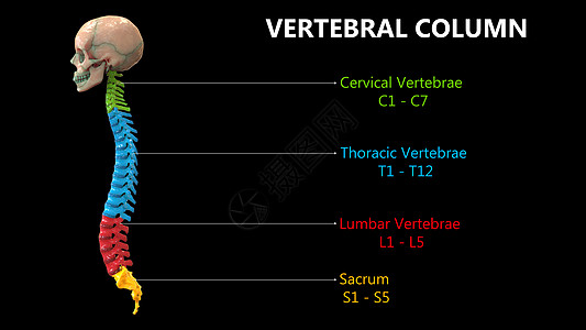 以实验室解剖横向视图描述的人类骨骼系统的Vertebral列药品脊柱颈椎弯头股骨肩膀男人腓骨肩胛骨肱骨图片