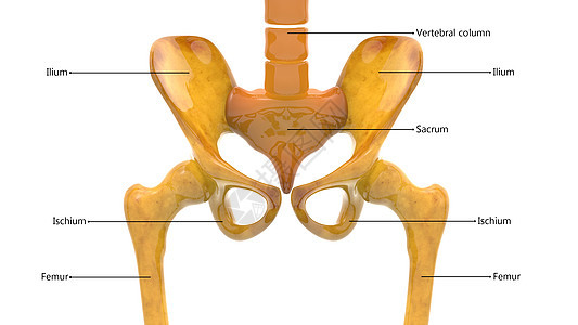 人类骨骼系统Hip骨关节与实验室解剖外侧视图的描述男人肩胛骨髌骨痛苦肋骨药品蓝色股骨疼痛脊柱图片
