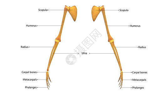 人体骨骼系统手骨结合 用标签解剖外侧视图描述图片