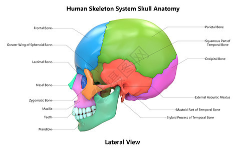 人类骨骼系统部件 用标签解剖横向视图描述髌骨软骨图表痛苦疼痛上肢股骨插图肋骨脊柱图片