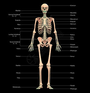 人类骨骼系统骨质结合 用标签解剖外侧视图描述科学男人蓝色信息骨科髌骨痛苦身体解剖学伤害图片