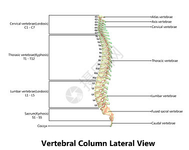 以实验室解剖横向视图描述的人类骨骼系统的Vertebral列生物学腰椎股骨药品颈椎肩膀科学半径插图运动图片