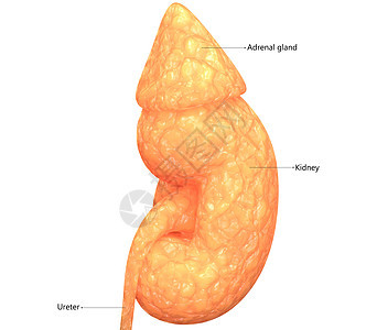 人体泌尿系统肾脏描述与标签解剖尿道膀胱疼痛疾病癌症尿液科学输尿管解剖学信息图片