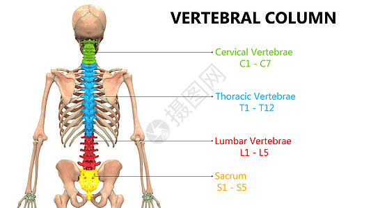 以实验室解剖面视图描述的人类骨骼系统的Vertebral列颈椎背骨腰椎伤害肱骨身体痛苦胸椎弯头疗法图片