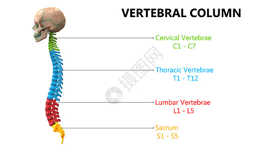 以实验室解剖横向视图描述的人类骨骼系统的Vertebral列运动药品伤害肩膀信息骨科软骨肱骨身体科学图片