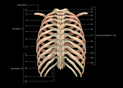 人类骨骼系统用  实验室解剖面观  描述上肢生物学蓝色脊柱痛苦下肢肱骨疼痛男人科学图片