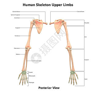 人类骨骼系统上层林木 用胶囊解剖面视图描述图表软骨上肢痛苦肩胛骨科学弯头身体肩膀药品图片