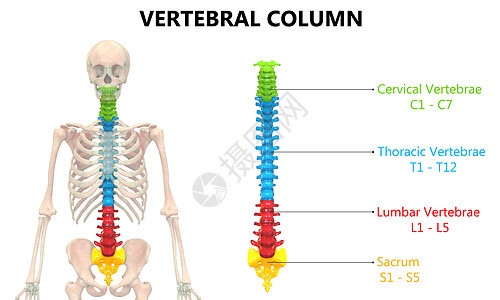 以实验室解剖前视视图描述的人类骨骼系统的Vertebral列胸椎图表颈椎运动肩胛骨身体痛苦疗法科学药品图片