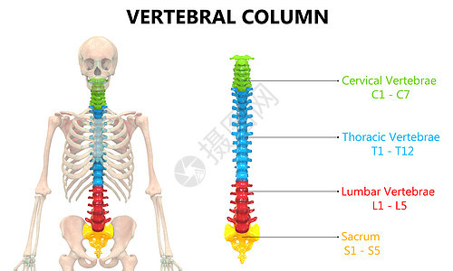 以实验室解剖前视视图描述的人类骨骼系统的Vertebral列胸椎图表颈椎运动肩胛骨身体痛苦疗法科学药品背景图片