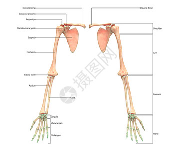 人类骨骼系统上层林木 用标签剖解外观描述运动男人肩膀脊柱伤害图表骨科下肢蓝色软骨图片