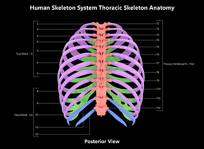 人类骨骼系统 手感性骨质素 用  实验室解剖面观  描述肋骨伤害男人解剖学下肢图表脊柱肱骨身体软骨图片