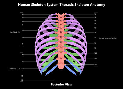 人类骨骼系统 手感性骨质素 用  实验室解剖面观  描述肋骨伤害男人解剖学下肢图表脊柱肱骨身体软骨图片