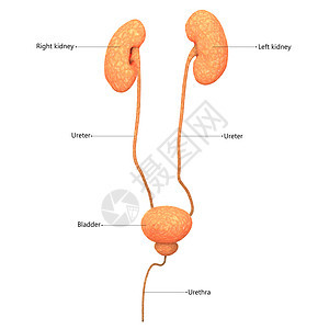 男性泌尿系统肾脏与膀胱描述标签解剖前 Vie图片