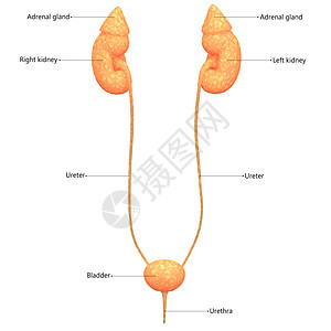 女性泌尿系统肾脏与膀胱描述标签解剖前 Vie图片