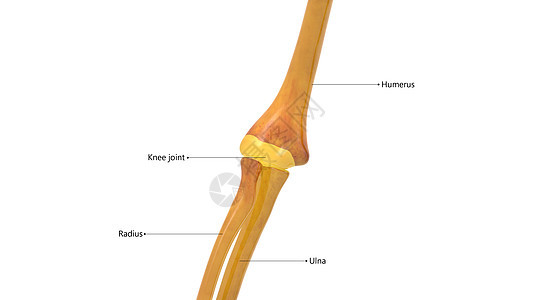人体骨骼系统 Elbow 与标签合用解剖图片