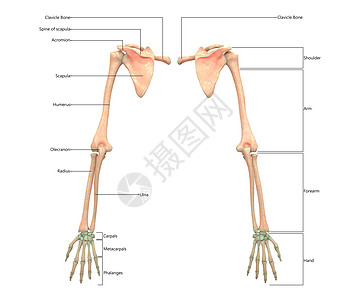 人类骨骼系统上层林木 用胶囊解剖面视图描述伤害运动药品男人弯头科学肩膀脊柱上肢解剖学图片