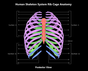 人类骨骼系统波形胶囊 用  实验室解剖面视图  描述男人肩胛骨药品髌骨运动蓝色下肢科学图表身体图片