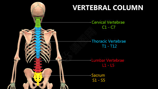 以实验室解剖面视图描述的人类骨骼系统的Vertebral列肱骨插图脊柱颈椎肩膀骨科肌肉背骨弯头伤害图片