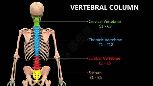 以实验室解剖面视图描述的人类骨骼系统的Vertebral列肱骨插图脊柱颈椎肩膀骨科肌肉背骨弯头伤害图片