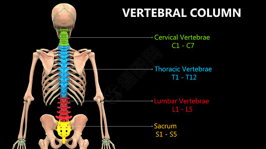 以实验室解剖面视图描述的人类骨骼系统的Vertebral列肱骨插图脊柱颈椎肩膀骨科肌肉背骨弯头伤害背景图片