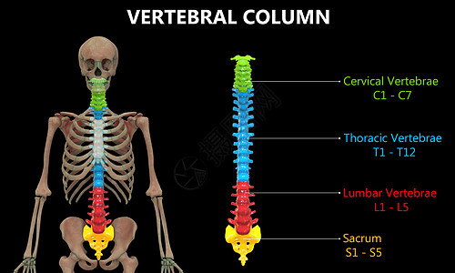以实验室解剖前视视图描述的人类骨骼系统的Vertebral列肌肉腰椎身体半径男人股骨肱骨信息弯头脊柱图片