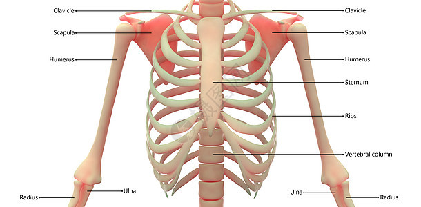 人类骨骼系统骨质结合 用标签解剖外侧视图描述下肢骨科肋骨股骨治疗身体男人软骨肱骨蓝色图片