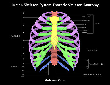 人类骨骼系统用  实验室解剖面观  描述上肢解剖学疼痛骨科身体肋骨男人肩胛骨痛苦肱骨图片