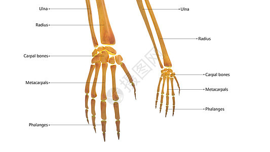 人体骨骼系统手骨结关口 用标签描述图片
