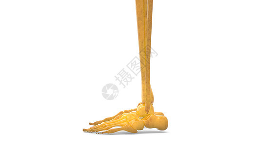 人类骨骼系统 Leg Bone 关节解剖学图片
