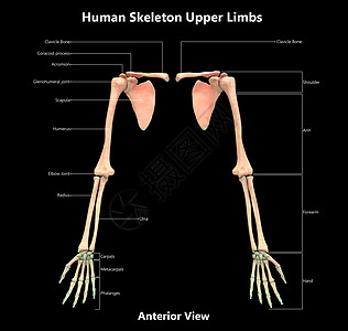 人类骨骼系统上层林木 用标签剖解外观描述蓝色图表肩胛骨肱骨肩膀脊柱插图身体信息肋骨图片