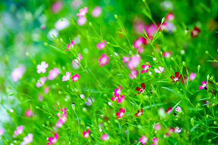 花园中鲜艳多彩的粉红色吉卜赛人花场地植物婴儿花朵火烈鸟植物群报复蔷薇呼吸季节图片