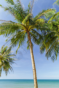 有棕榈海的阳光沙滩异国海滩热带扇子椰树可可矮人生长情调植物图片
