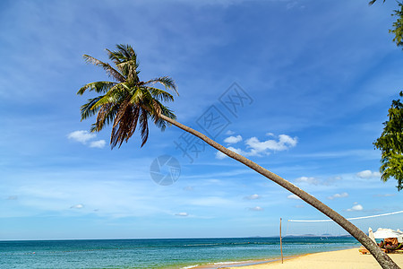 有棕榈海的阳光沙滩框架植物植物群扇子情调曲线树干椰树倾斜海滩图片