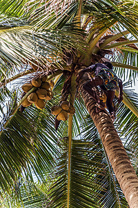 椰子树可可坚果栽培阴影叶子植物热带衬套木头假期图片