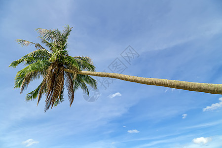 热带植物倾斜的椰子树背景叶子水果海滩椰树可可框架植物群矮人异国丛林图片