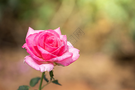 金边玫瑰花园里的玫瑰花植物群自然草本植物叶子场地植物火焰团体礼物店铺背景