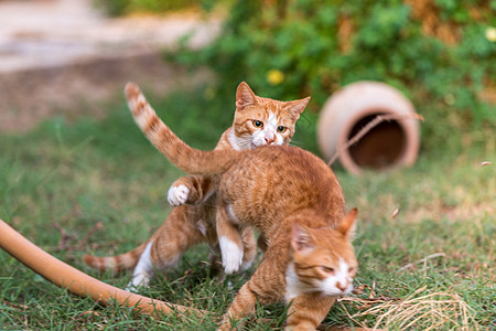 两只红猫家庭毛皮兄弟哺乳动物动物猫咪小猫跑步婴儿宠物图片