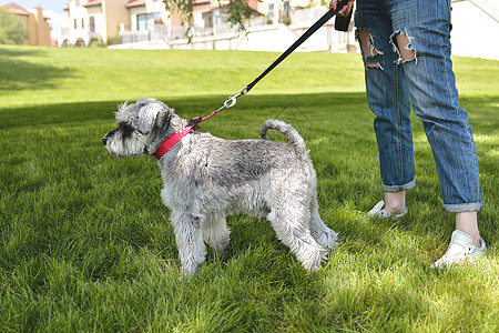 狗的主人在公园里走着他美丽的狗Schnauser 近视 爱动物的概念 最好的朋友快乐小狗乐趣女孩宠物遛狗女士朋友友谊闲暇图片