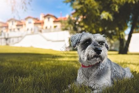 一只美丽的狗雪纳瑞坐在草地上 望着公园里的远方的肖像 对动物的爱的概念 最好的朋友头发小狗闲暇舌头朋友快乐友谊卷曲卷毛狗宠物图片