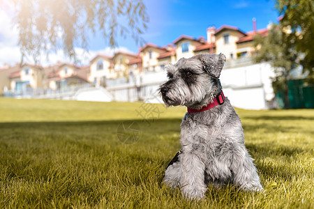 一只美丽的狗雪纳瑞坐在草地上 望着公园里的远方的肖像 对动物的爱的概念 最好的朋友拥抱朋友小狗头发卷曲快乐宠物卷毛狗闲暇舌头图片