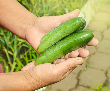 在阳光夏日 农户手边户外的新鲜汽车食物收成植物园艺花园生长职业蔬菜叶子季节图片