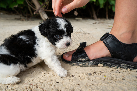 小可爱狗狗在沙子和人手上犬类新生友谊哺乳动物人手公园婴儿生活宠物小狗图片