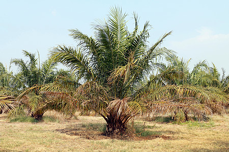 棕榈 油树棕榈园 棕榈种植园橙子植物群热带商业生产收成食物农场生长商品图片