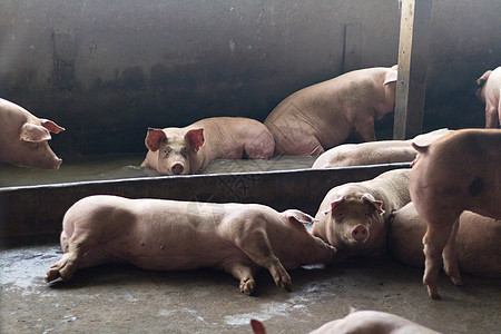 猪进食后睡在养猪场上 农场上的猪特写在楼里好奇心宠物家畜团体眼睛警觉勘探鼻子婴儿生活图片