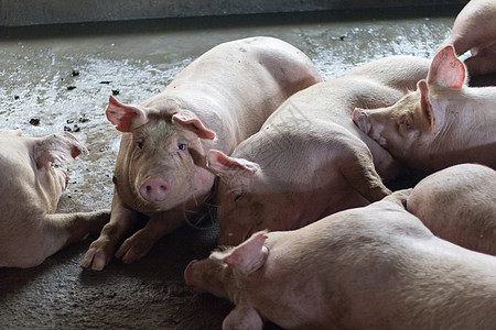 猪进食后睡在养猪场上 农场上的猪特写在楼里眼睛摄影鼻子宠物牛奶生长家畜福利农业勘探图片