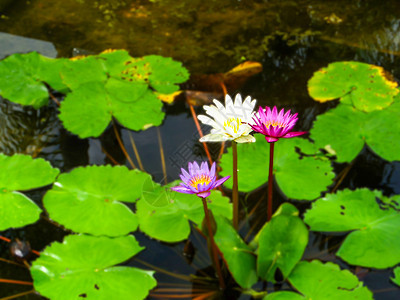 清晨下雨后 粉红色紫色白莲花盛开气质场景百合自然蓝色花瓣植物学花朵池塘肤色图片