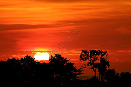 傍晚 sk 的夕阳落在田野里的剪影树枝上太阳天空森林晴天水果椰子场地日落植物海洋图片