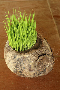 在地球日种植新芽 一堆年轻的水稻植物在用老干椰子制成的天然锅中 以稻苗的形式开始新的生活 在背景的花盆与棕色瓷砖叶子树叶食物草本图片